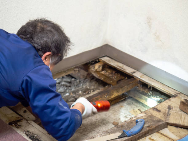 Best DIY Mold Remediation Support Services in Panguitch, UT