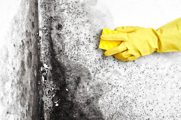 Best Insurance-Related Mold Remediation in Panguitch, UT