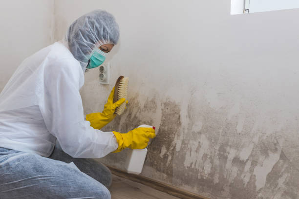 Best White Mold Remediation in Panguitch, UT