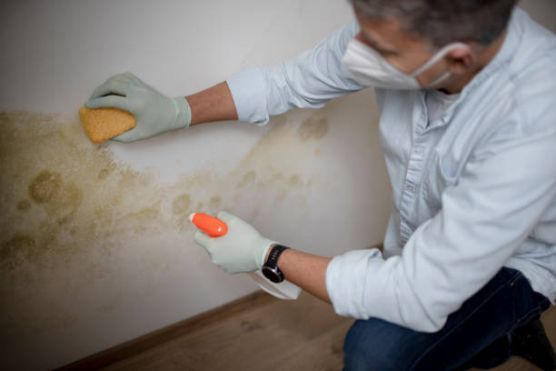 Best Basement Mold Remediation in Panguitch, UT