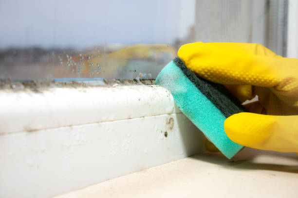 Professional Mold Remediation in Panguitch, UT