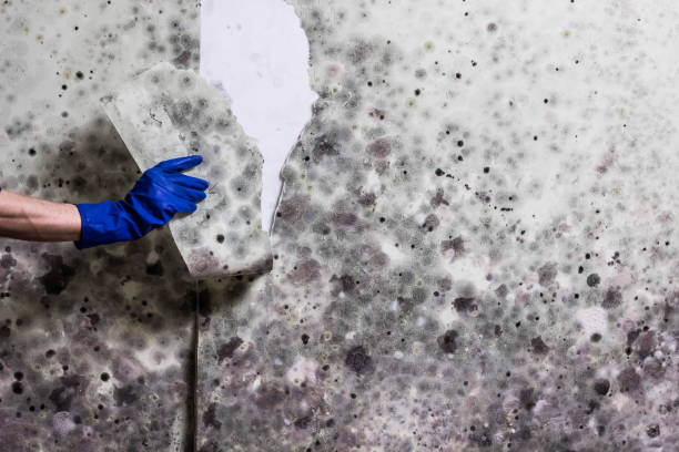 Best Emergency Mold Remediation in Panguitch, UT