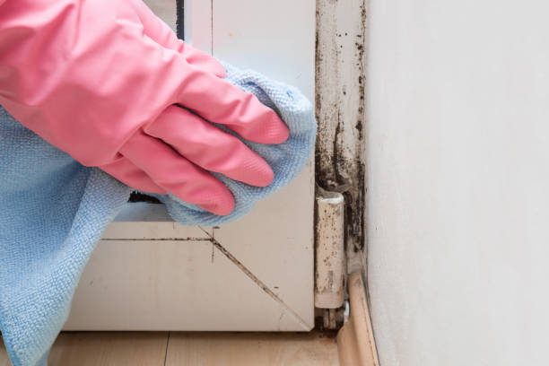 Best Attic Mold Remediation in Panguitch, UT